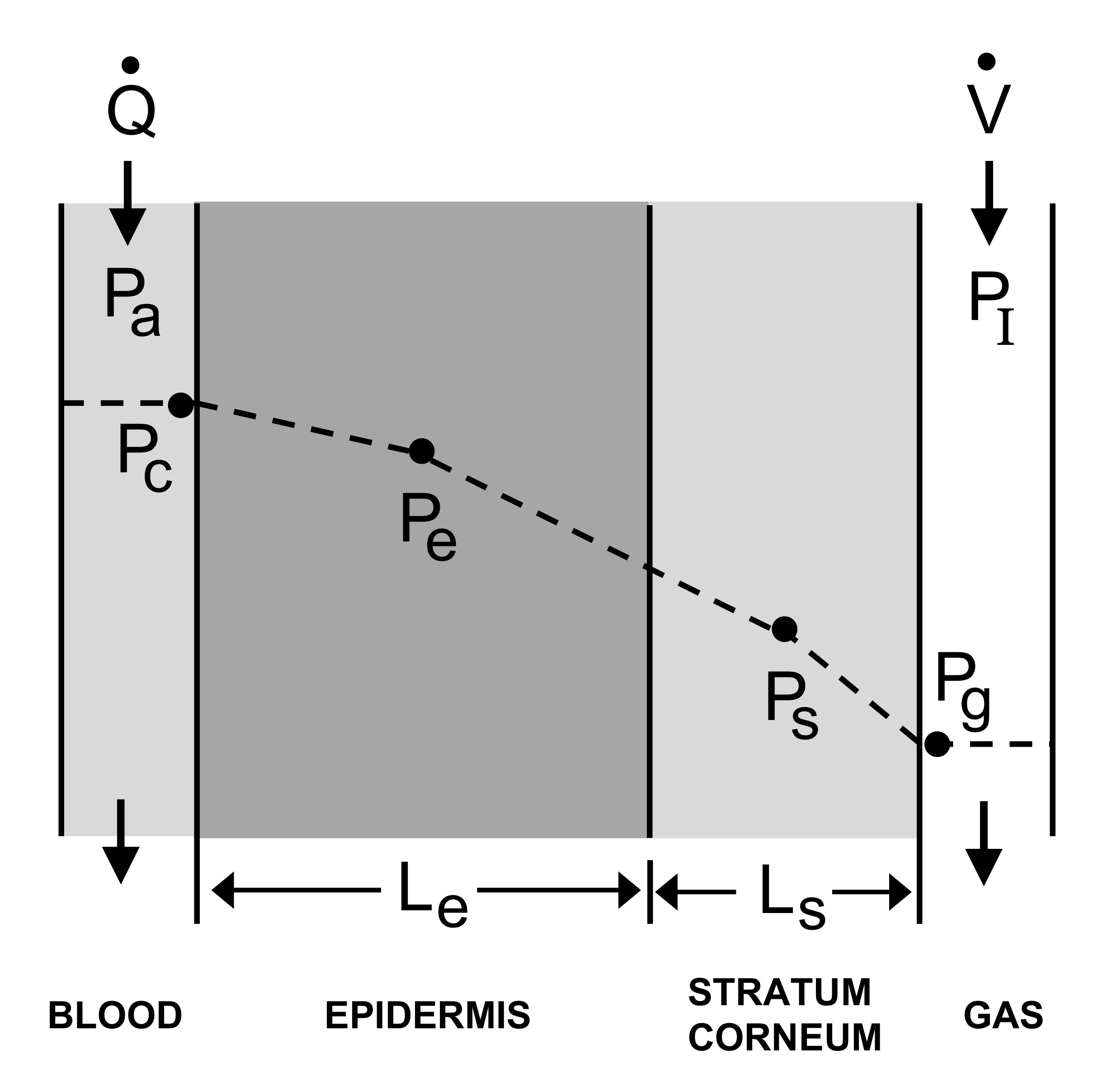 Schematic showing a cross-section of skin next to a device for measuring supradermal ethanol concentration. Ethanol entering the system via the blood diffuses through the epidermis and stratum corneum before entering the gas compartment and is removed from the system by convective gas flow(V˙ ). A differential length (dx) was used for mathematical analysis. Pa, Pc, Pe, Pg, Ps, arterial, capillary, epidermal, gas, and stratum corneum ethanol partial pressures, respectively.