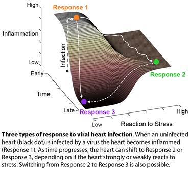 Virus in the heart